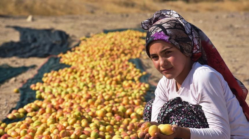 Kayısıda 391 bin 792 ton rekolte bekleniyor