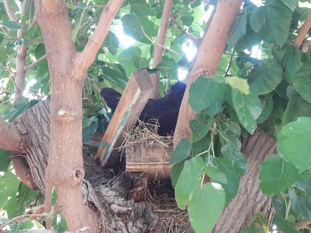 Ağaca yumurtlayan tavuğu vazge&ccedil;iremeyince folluğu ağaca yaptılar