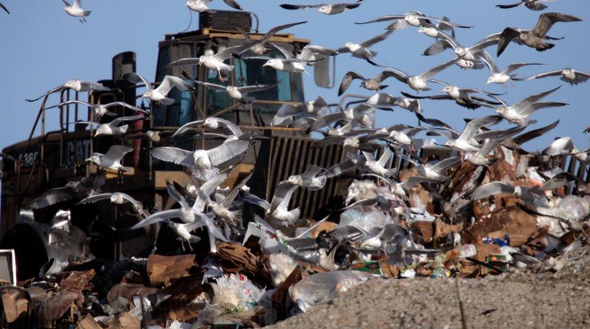 Bu kuşlar her yerde! Taşıdığı bakteri &ccedil;ok tehlikeli