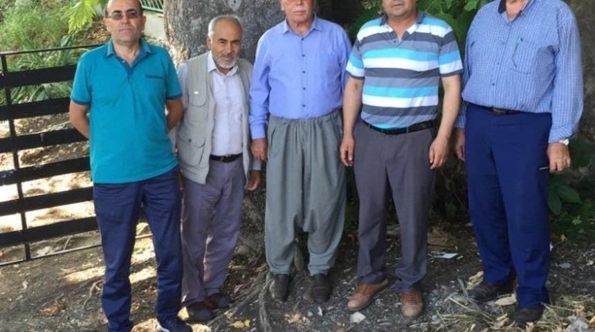 Muhtar, 500 yaşındaki &ccedil;ınar ağacının anıt ağa&ccedil; olarak tescillenmesini istiyor