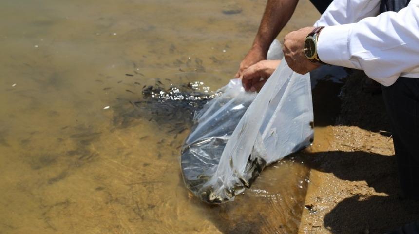 Kırıkkale&rsquo;de sazan yavruları g&ouml;letlere bırakıldı