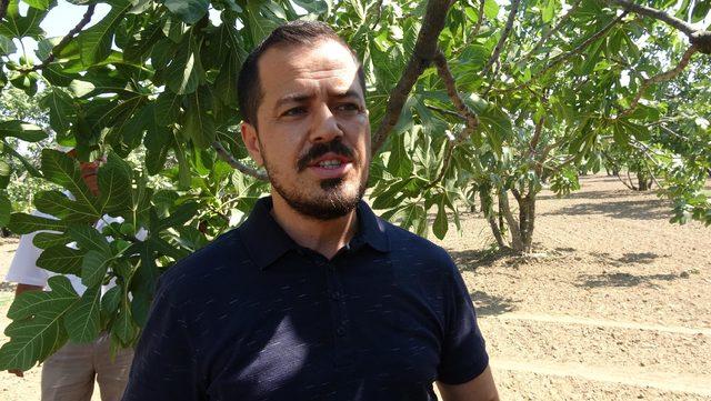 Kırmızı örümcekle erken mücadale incir üreticilerini rahatlattı