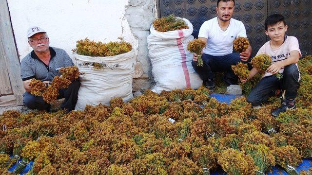Hisarcık’ta sarı kantaron otu köylülerin gelir kaynağı oldu