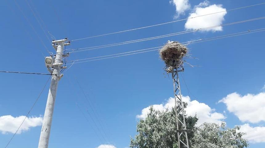 Demir elektrik direği leyleklere yuva olarak bırakıldı