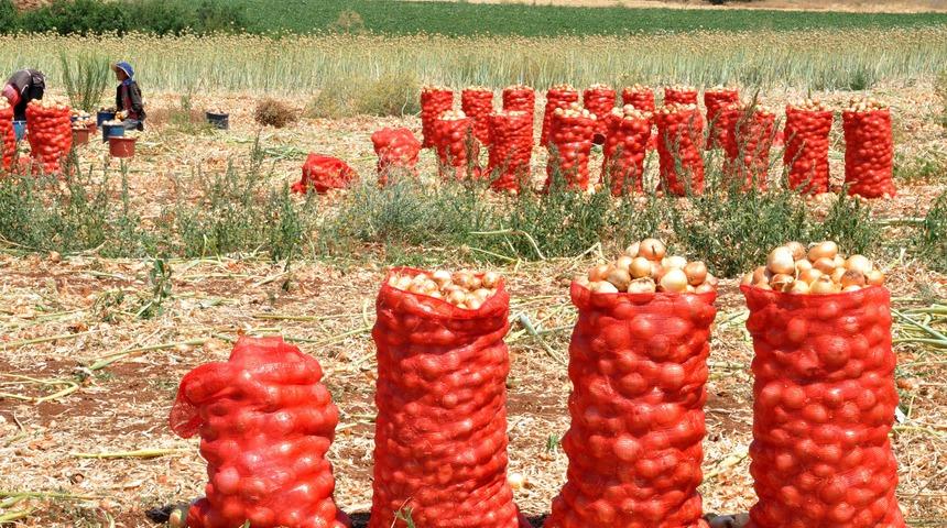 Karacabey'de soğan üreticisi memnun