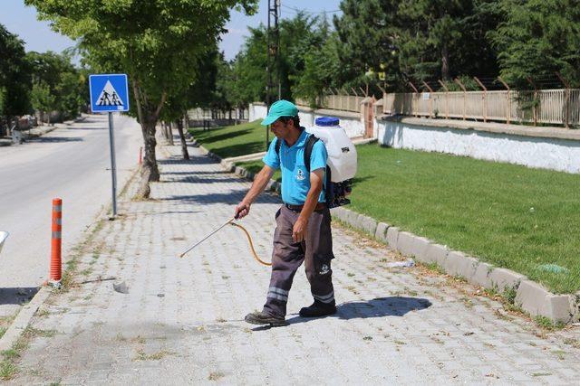 Sivrihisar çiçeklerle renkleniyor