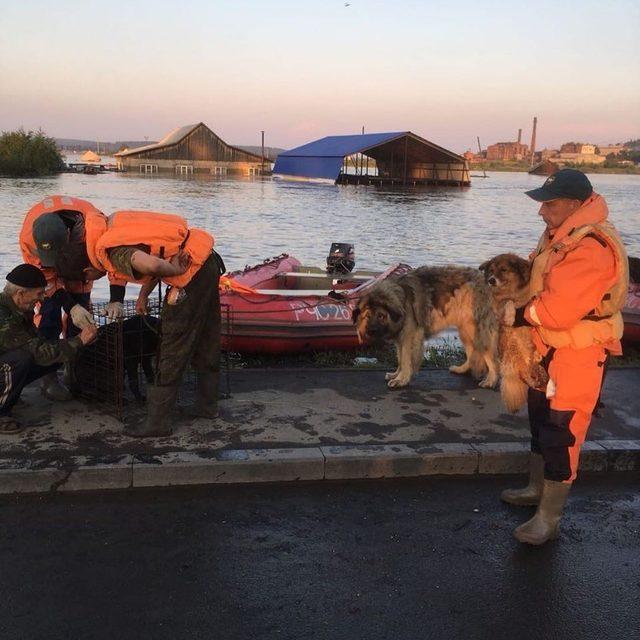 Rusya’da sele kapılan hayvanlar nehirden toplanıyor