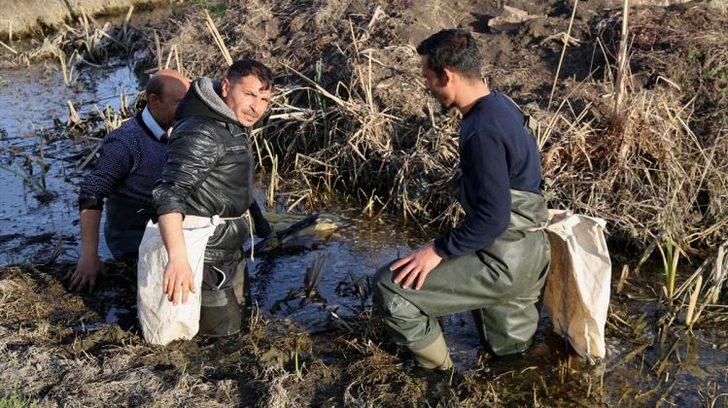 Ekmekleri kurbağanın bacağında G1