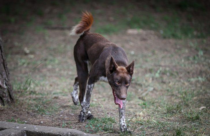 TSK'nin yeni gözdesi Trabzonlu 'Zerdava' G4