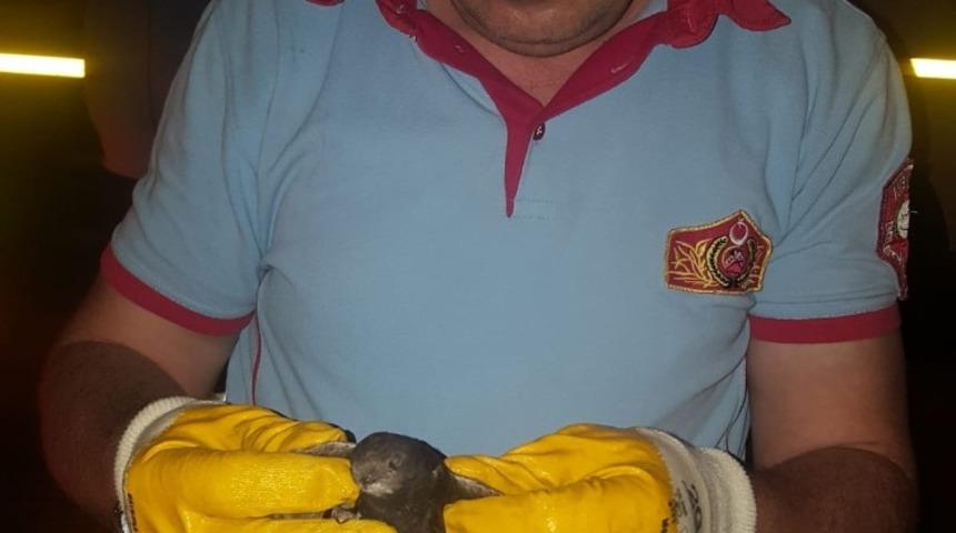 &Ccedil;atıya sıkışan ebabil kuşunu itfaiye kurtardı