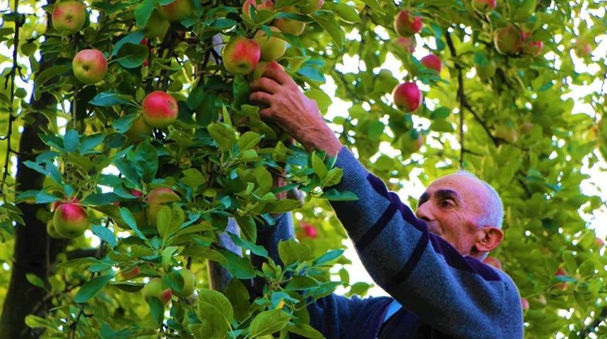 2 bin yıllık ‘Amasya misket elması’na özel gen bahçesi
