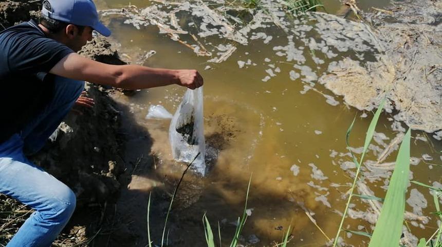 S&ouml;ke&rsquo;de azmak ve sulak alanlara 84 bin yavru balık bırakıldı