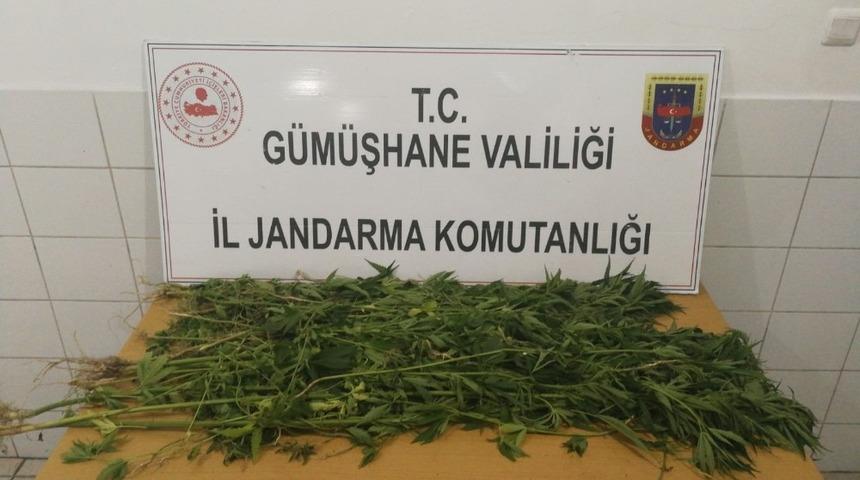 Kelkit&rsquo;te 280 k&ouml;k kenevir ele ge&ccedil;irildi