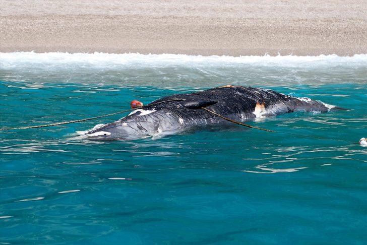 Ölüdeniz'de ölü balina şaşkınlığı! G3