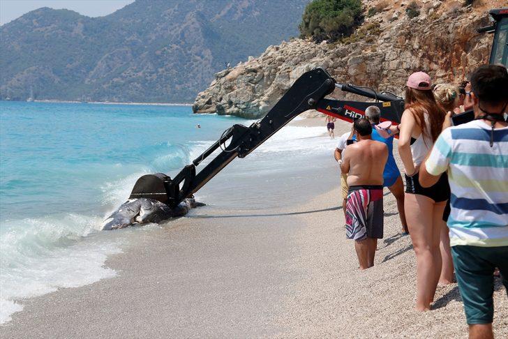 Ölüdeniz'de ölü balina şaşkınlığı! G4