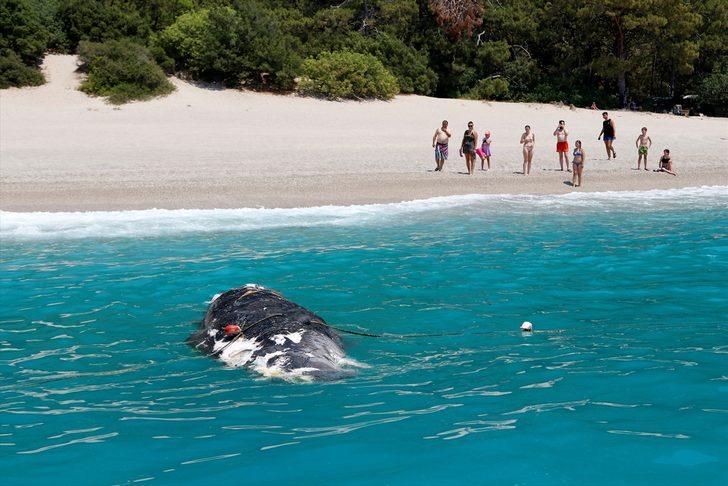 Ölüdeniz'de ölü balina şaşkınlığı! G5