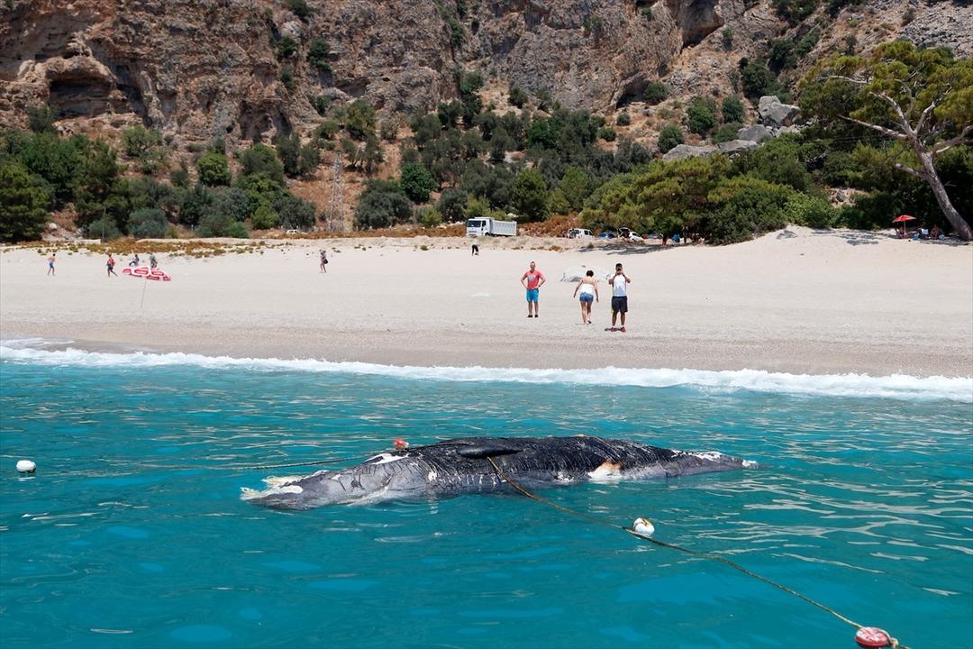 &Ouml;l&uuml;deniz'de &ouml;l&uuml; balina şaşkınlığı!