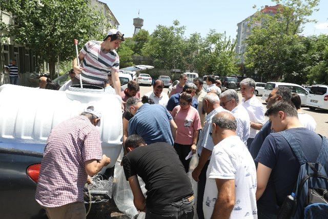 Diyarbakır’daki göletlere 121 bin sazan balığı yavrusu bırakıldı