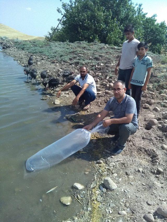 Diyarbakır’daki göletlere 121 bin sazan balığı yavrusu bırakıldı