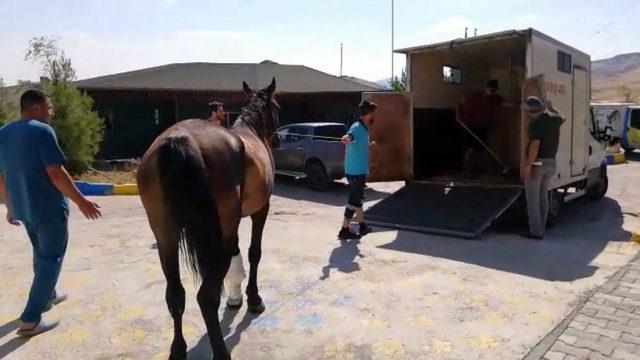 Mardin'de yaralı at, tedavi için İzmir'e gönderildi