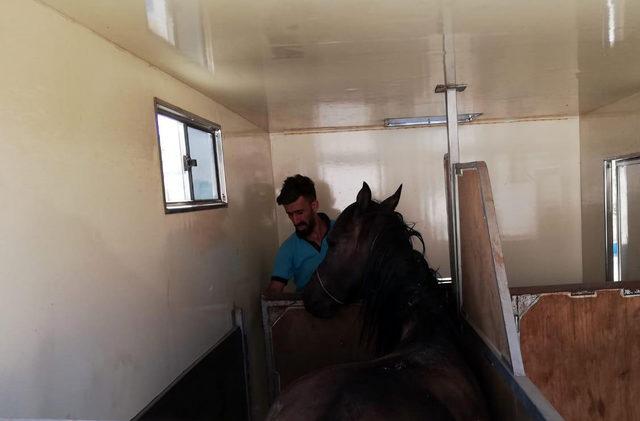 Mardin'de yaralı at, tedavi için İzmir'e gönderildi