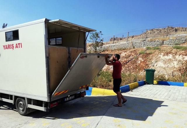 Mardin'de yaralı at, tedavi için İzmir'e gönderildi