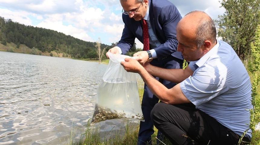 Tosya Sekiler G&ouml;letine 2 bin sazan bırakıldı