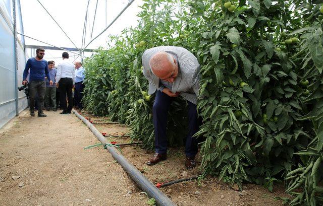 Ahıskalılar seradan ilk mahsulü aldı