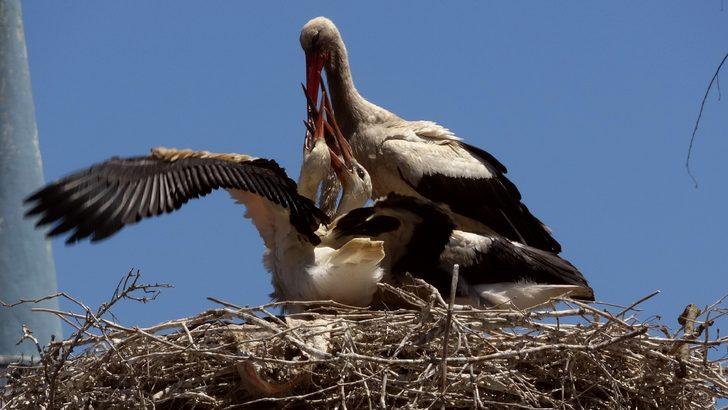 Bu evde oturan leyleklere komşu oluyor G1