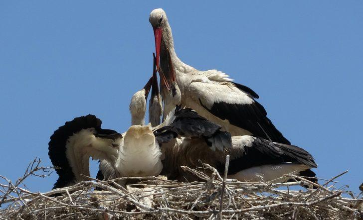 Bu evde oturan leyleklere komşu oluyor G2