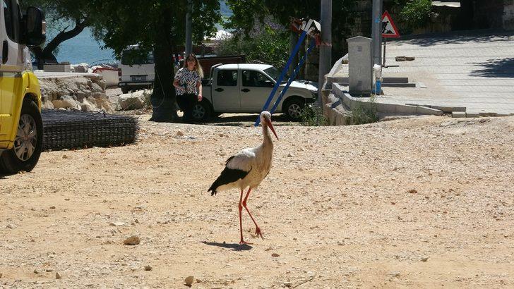 Bu evde oturan leyleklere komşu oluyor G4