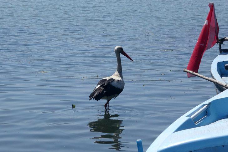 Bu evde oturan leyleklere komşu oluyor G5