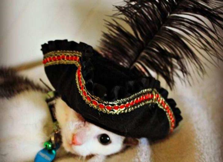 İnanılır gibi değil 4 kulağı var!  G1