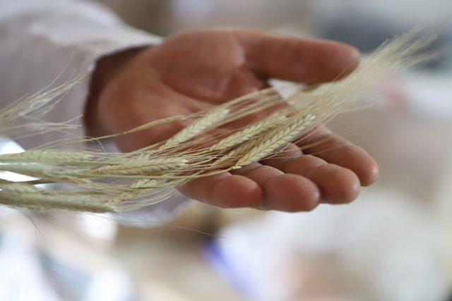 Ata tohumlarının buğdayından ekmek yapıp, internetten satıyor