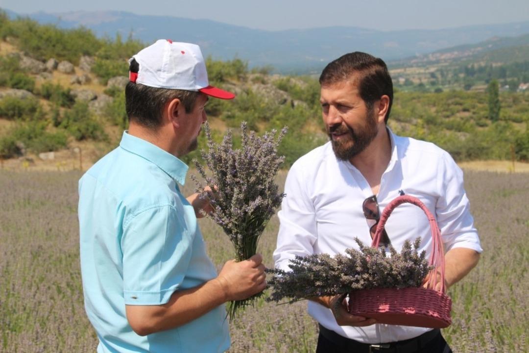 Sındırgı&rsquo;da mis kokulu hasat