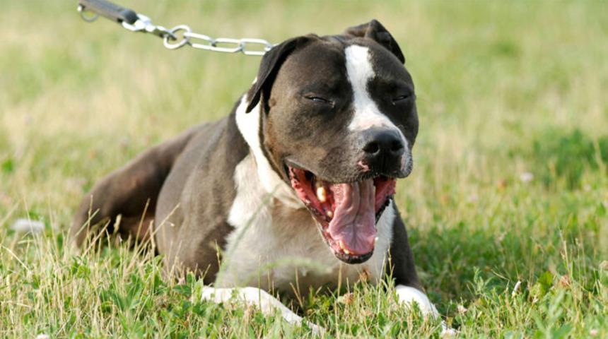 Köpek sahibini öldürdü! Evde dehşet