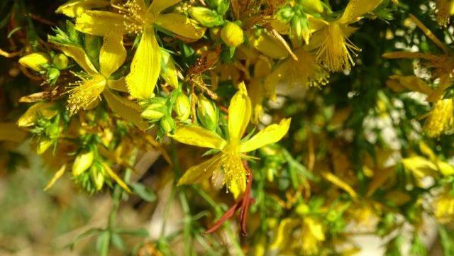 Kantaronu, asla g&uuml;neş kremi olarak kullanmayın 1