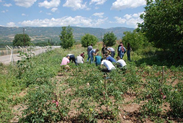 Bağımlı gençlere ’tarla’ terapisi