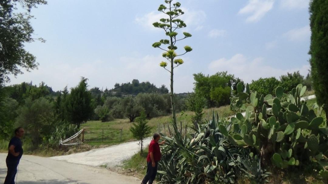 Osmaniye&rsquo;de ger&ccedil;ekleşti; Y&uuml;zyıl bitkisi &ccedil;i&ccedil;ek a&ccedil;tı