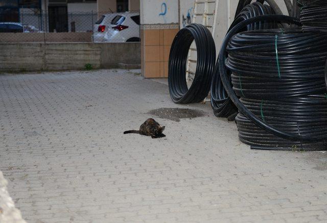 Ölen yavrusunun başından ayrılamadı, üstüne kapanıp ağladı