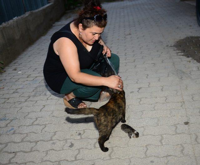 Ölen yavrusunun başından ayrılamadı, üstüne kapanıp ağladı