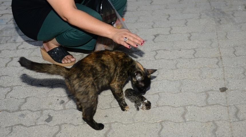 Ölen yavrusunun başından ayrılamadı, üstüne kapanıp ağladı