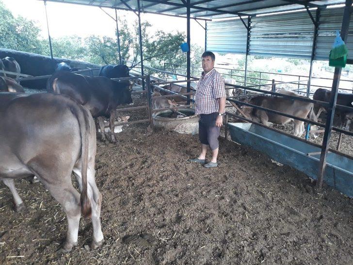 Hayvan yetiştiricileri fiyatlardan dertli G1