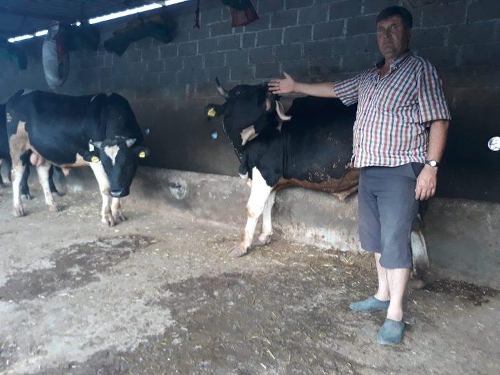 Hayvan yetiştiricileri fiyatlardan dertli G4