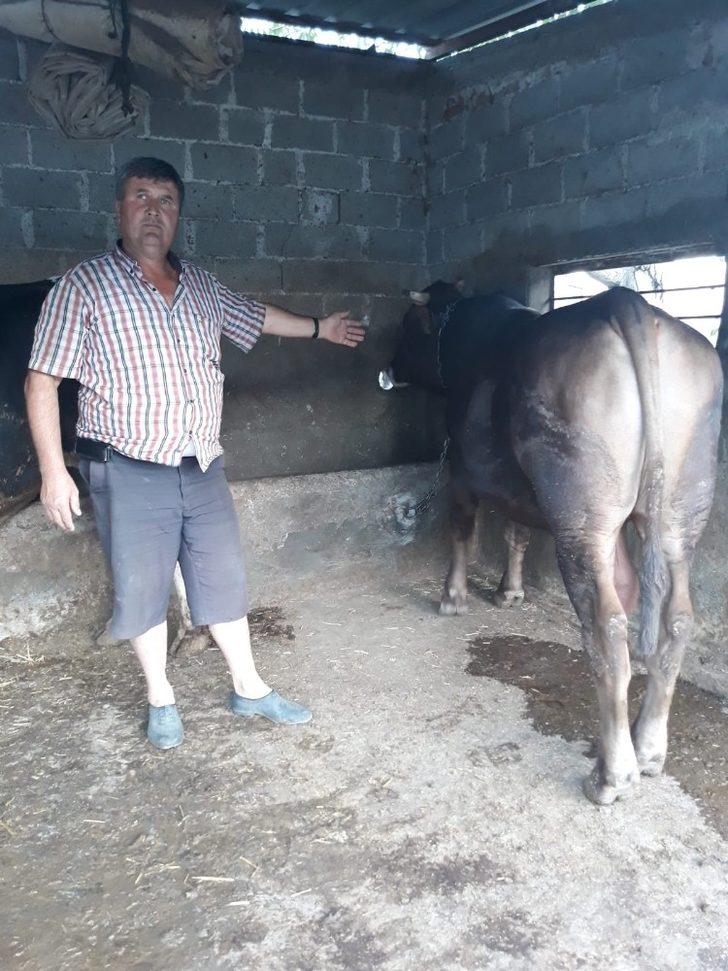 Hayvan yetiştiricileri fiyatlardan dertli G5