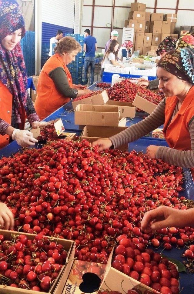 Ege’nin organik kirazı Çin seddini aştı