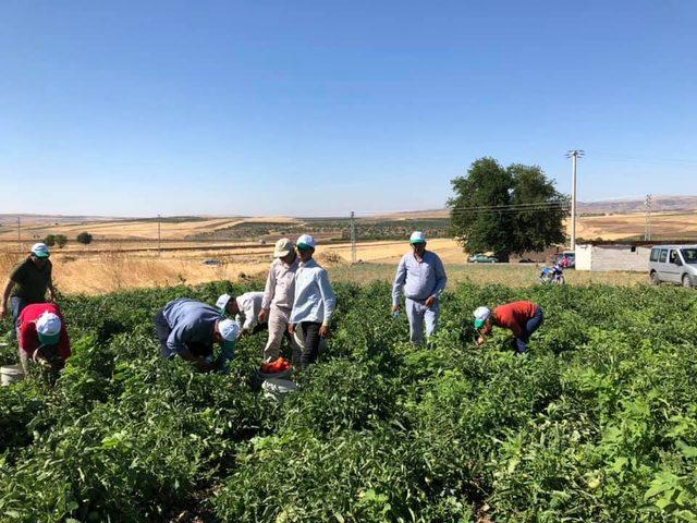 Kadıoğlu çiftçiler ile birlikte hasat yaptı 1