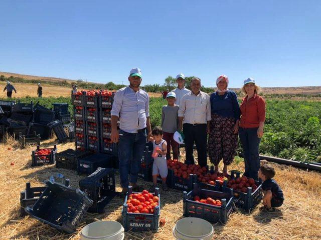 Kadıoğlu çiftçiler ile birlikte hasat yaptı 2