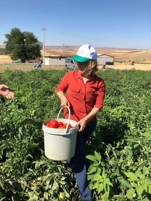 Kadıoğlu çiftçiler ile birlikte hasat yaptı 3