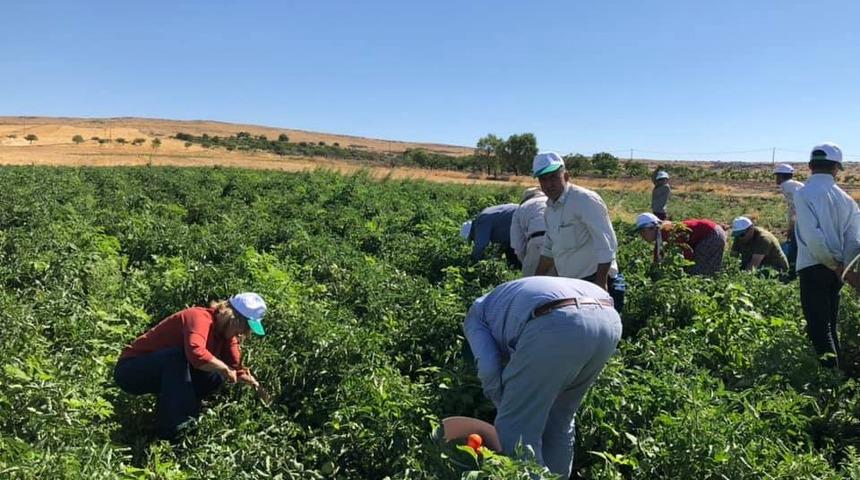 Kadıoğlu &ccedil;ift&ccedil;iler ile birlikte hasat yaptı